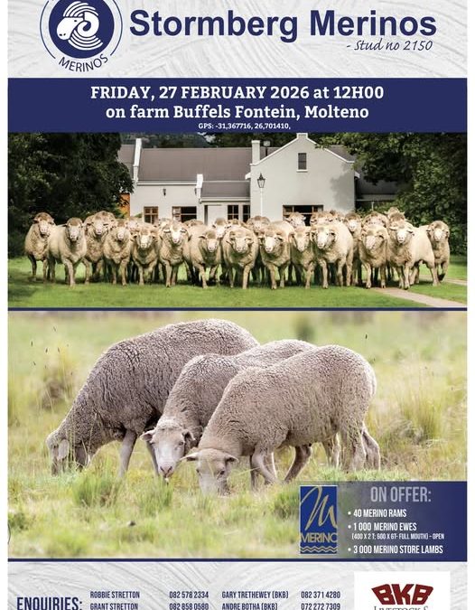 Stormberg Merino Auction – 27 February 2026
