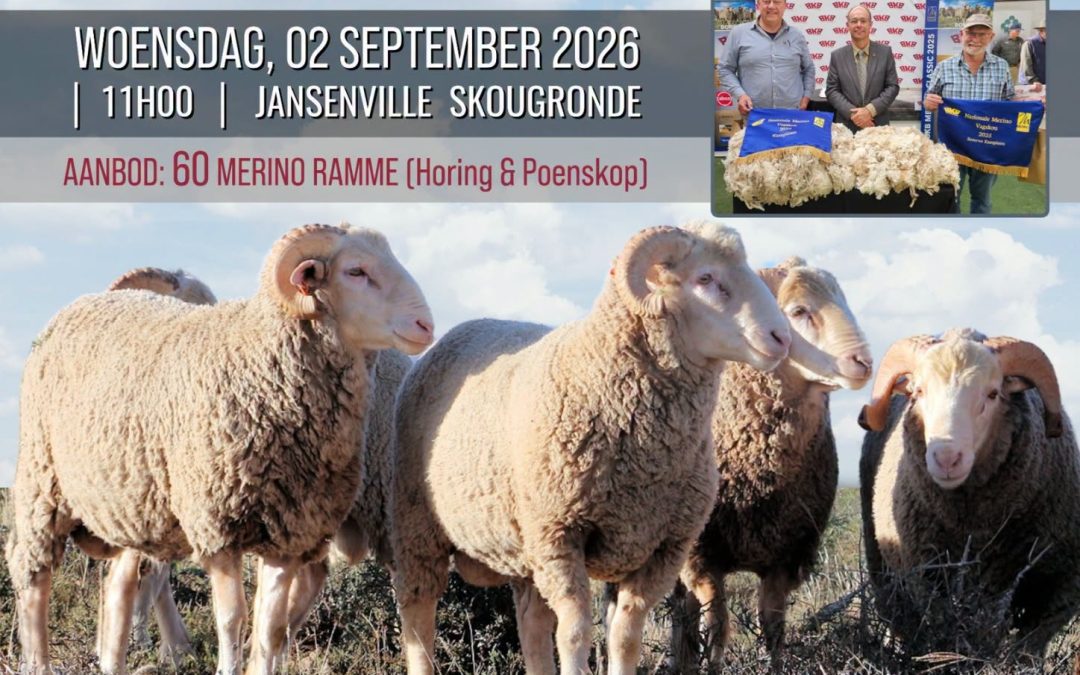 Cockscomb Merino Auction – 2 September 2026