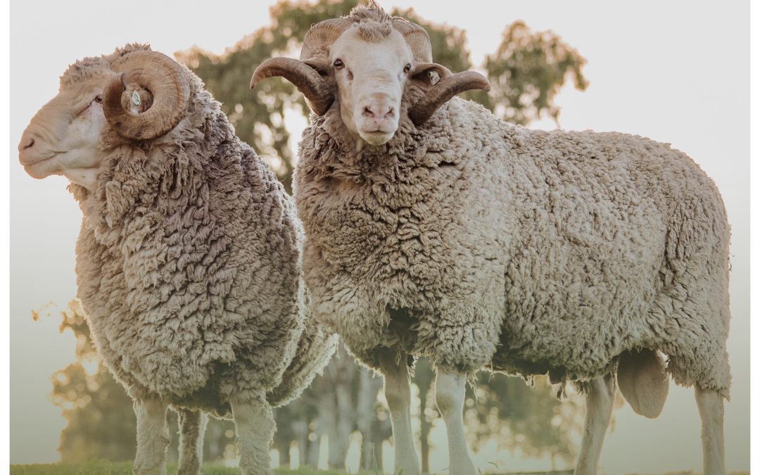 Fourie Merino Auction – 8 October 2026