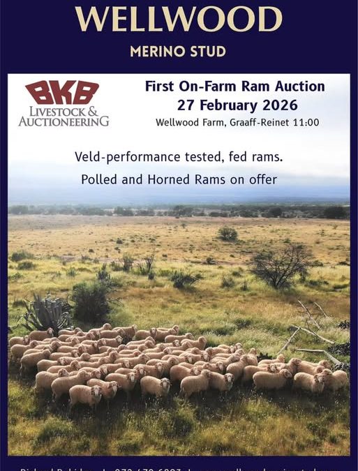 Wellwood Merino Auction – Graaff-Reinet